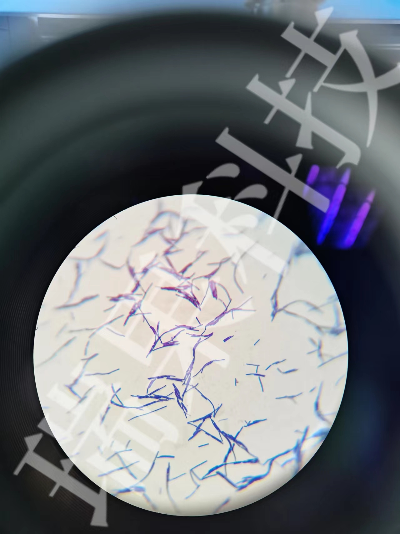 德氏乳桿菌革蘭氏染色